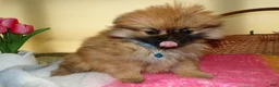 Pomeranian dogs for sale: Pomeranian Puppy 3 Celeste - Ad 4