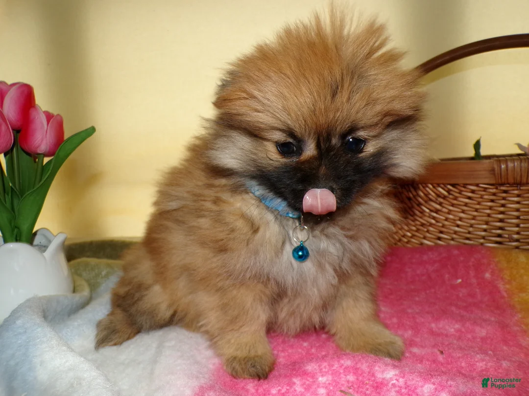 Pomeranian dogs for sale: Pomeranian Puppy 3 Celeste - Ad 4