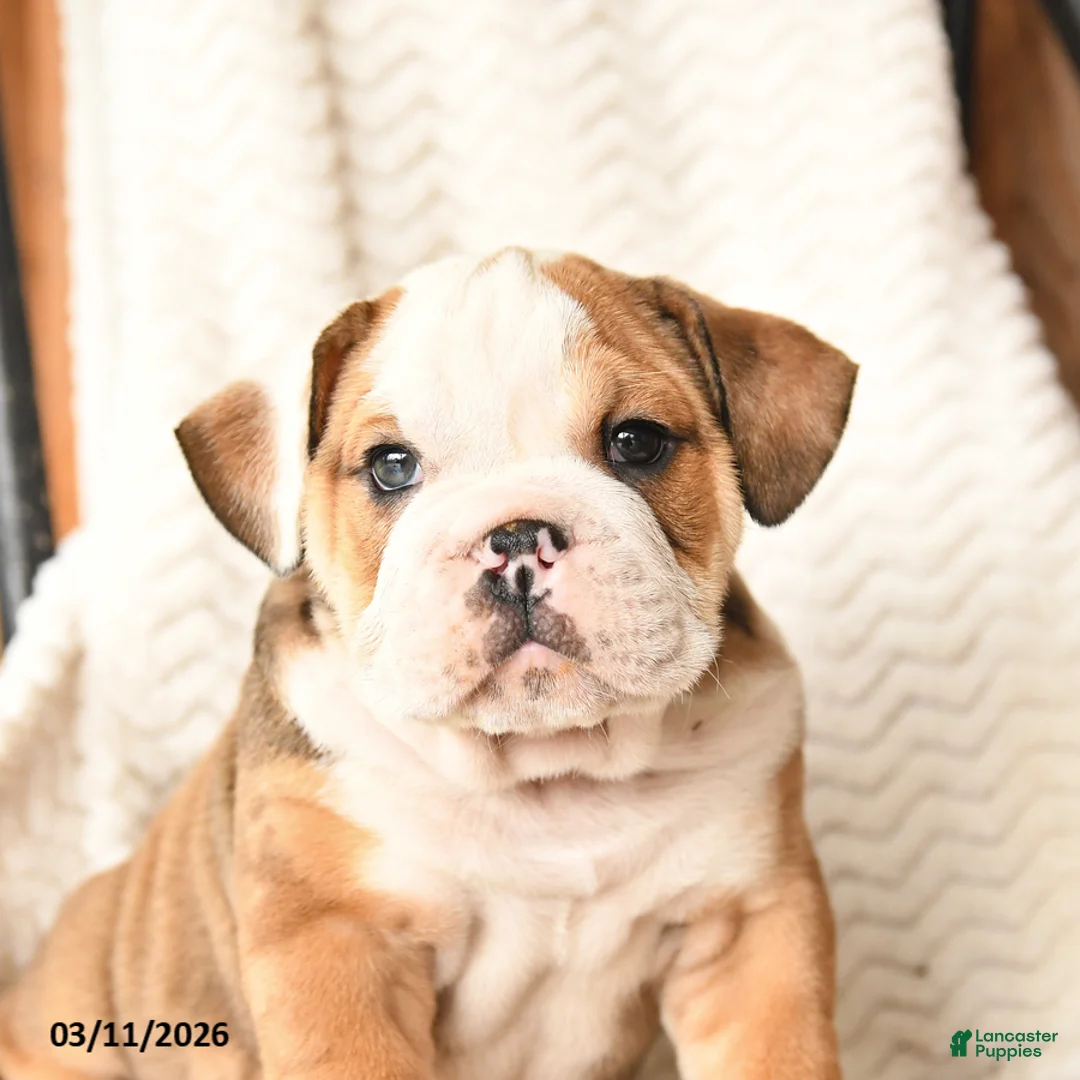 English Bulldog dogs for sale: Morton - Ad 2