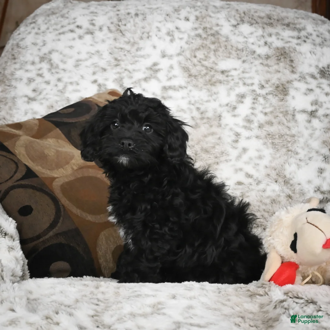 Cavapoo dogs for sale: Sandy - Ad 1