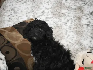 Cavapoo dogs Sandy - Ad 24