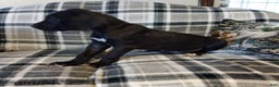 Great Dane dogs for sale: Joy Popper - Ad 3
