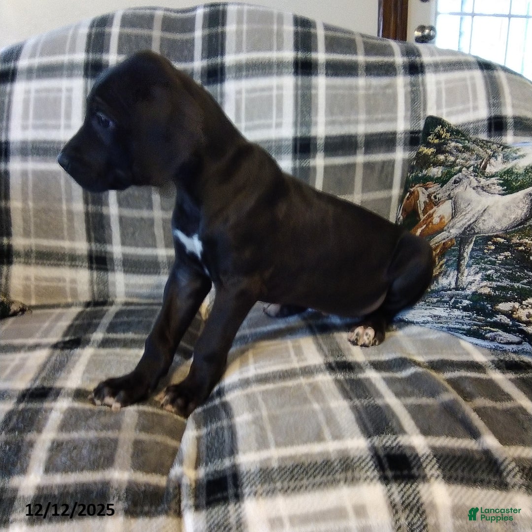 Great Dane dogs for sale: Joy Popper - Ad 3