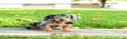 Miniature Dachshund dogs for sale: Toby - Ad 5