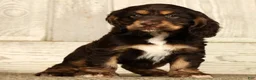 Cocker Spaniel dogs for sale: Bonnie - Ad 5