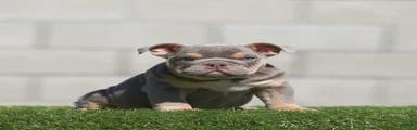 English Bulldog 1
