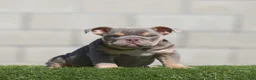 English Bulldog dogs for sale: English Bulldog 1 - Ad 1