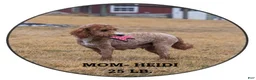 Mini Goldendoodle dogs for sale: Samson - Ad 6
