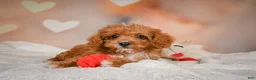 Cavapoo dogs for sale: Charles - Ad 6