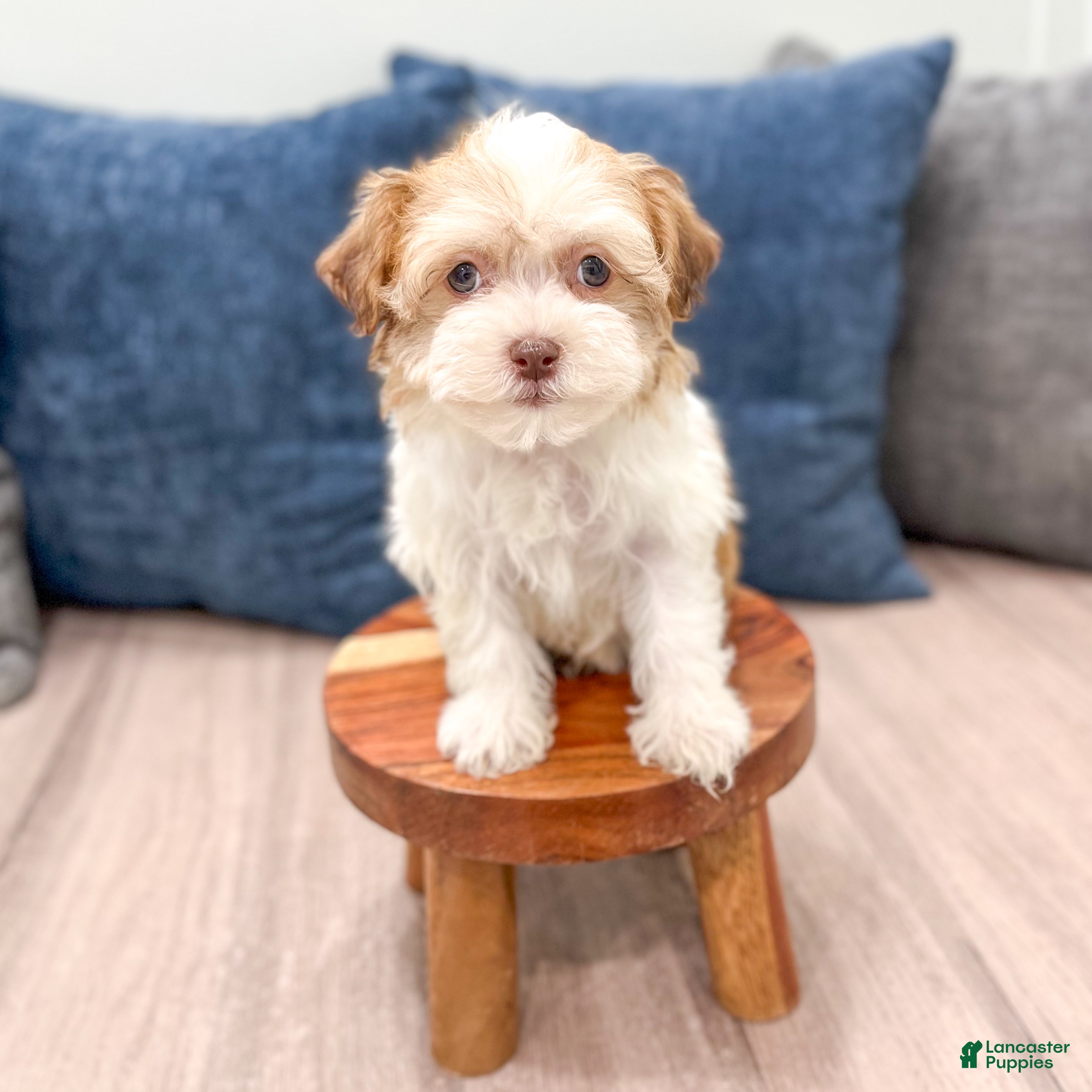 Havanese dogs Harvey - Ad 1