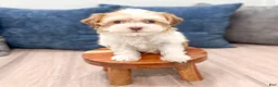 Havanese dogs for sale: Harvey - Ad 3