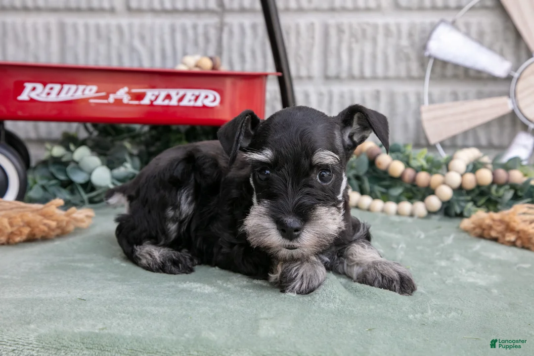 Miniature Schnauzer dogs for sale: Fiona - Ad 2