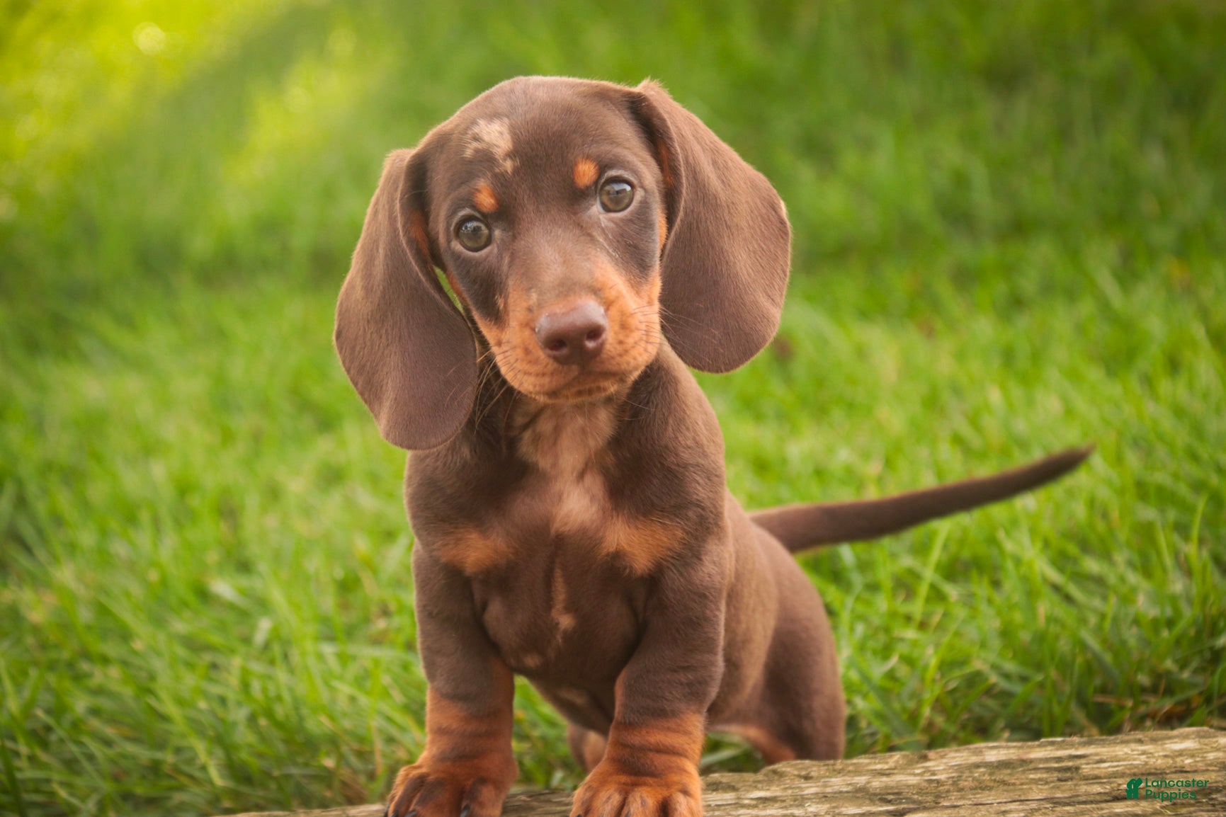 Miniature Dachshund dogs Cody Miniature Dachshund  - Ad 1