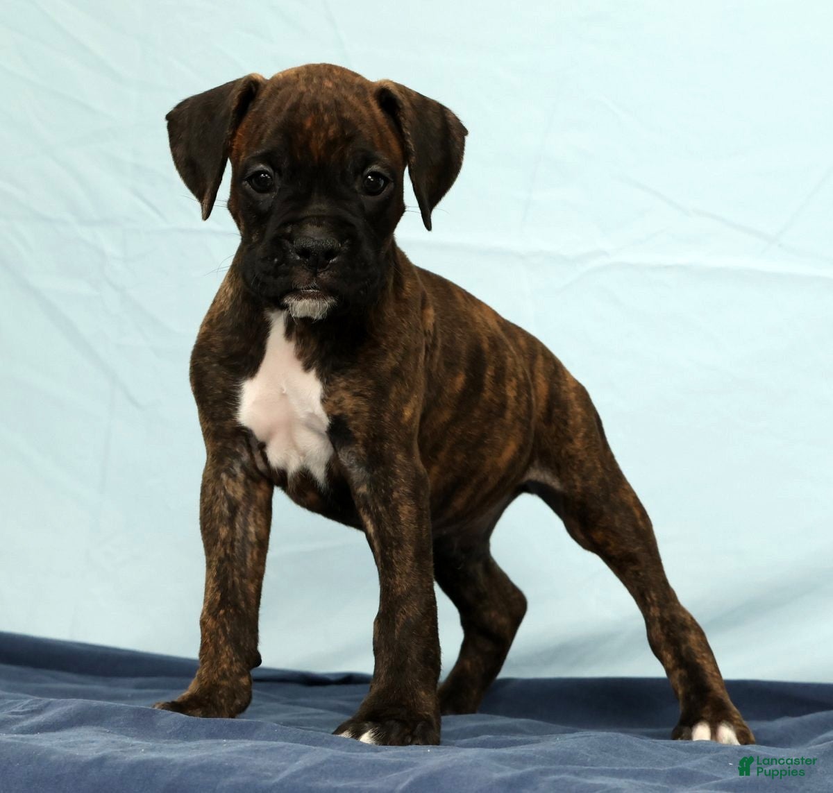 Boxer dogs Ebony - Ad 1