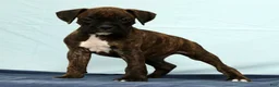 Boxer dogs for sale: Ebony - Ad 1