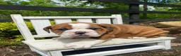 English Bulldog dogs for sale: Beauty - Ad 2