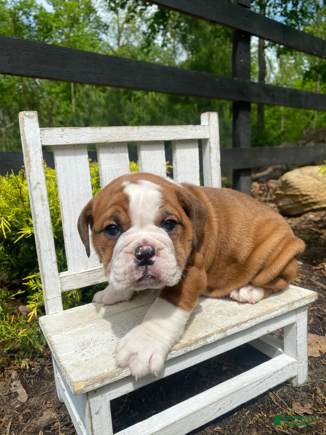 English Bulldog dogs for sale: Beauty - Ad 2