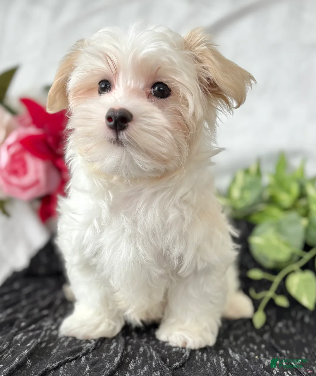 Maltese dogs for sale: Colton - Ad 1