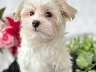 Maltese dogs Colton - Ad 31