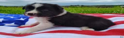 Border Collie dogs for sale: Finnley  - Ad 11