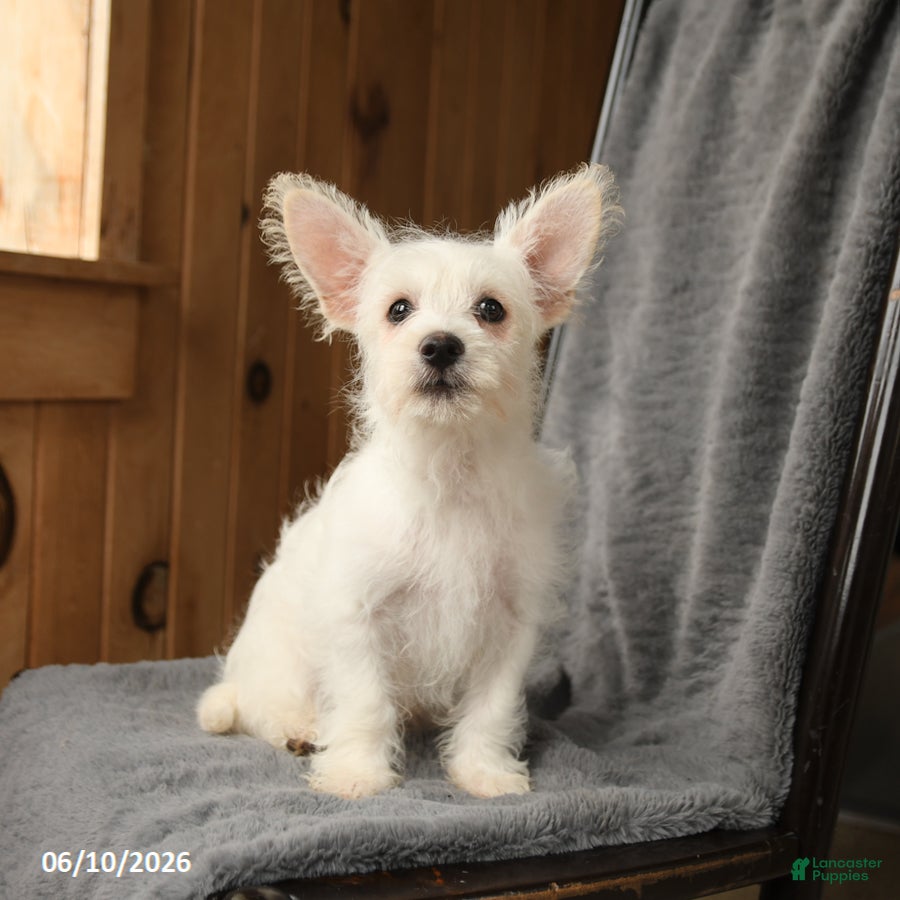 Westiepoo dogs Teddy - Ad 2