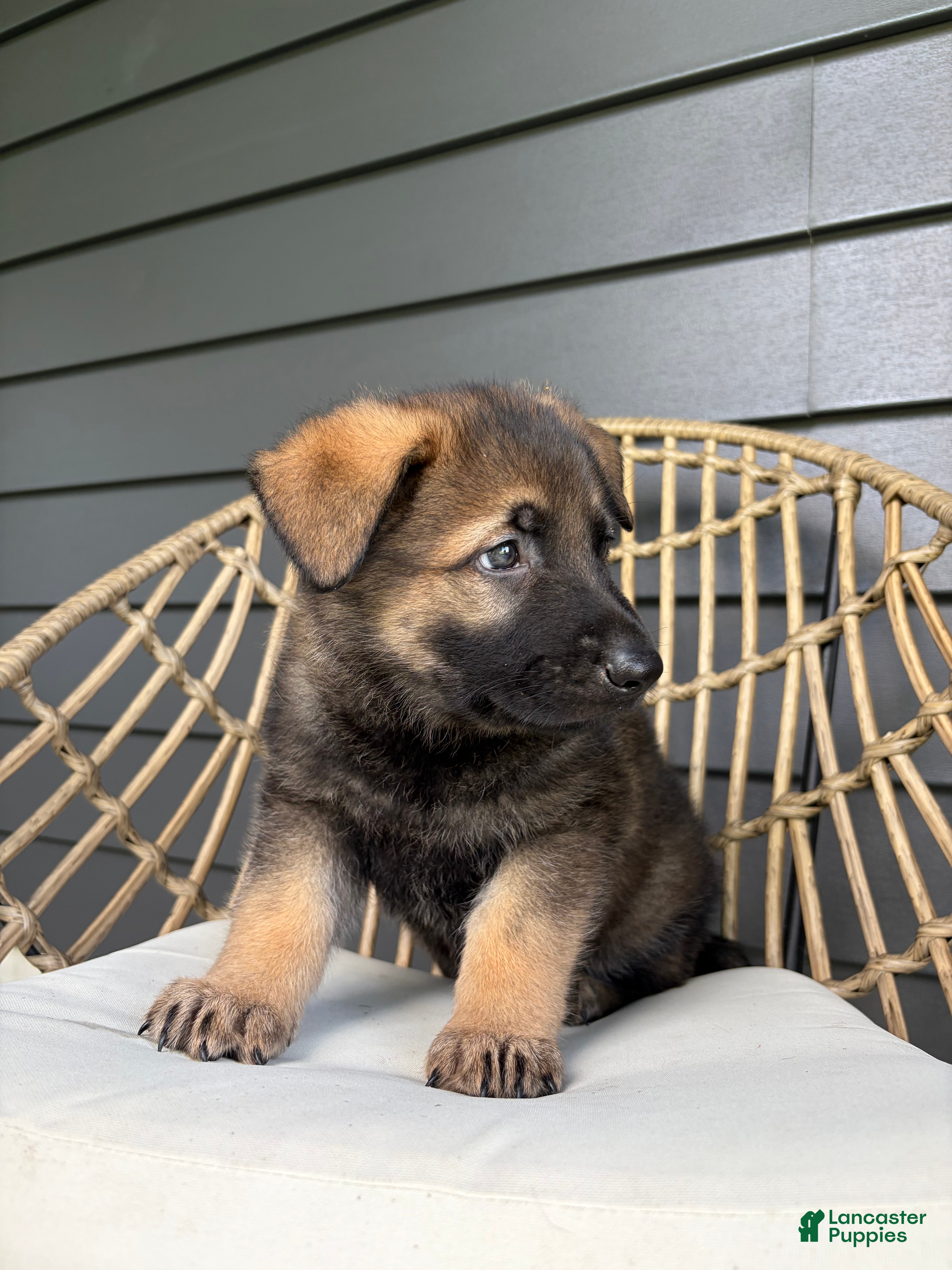 German Shepherd dogs Duke - Ad 2
