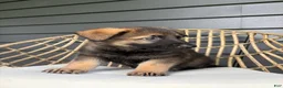 German Shepherd dogs for sale: Duke - Ad 2