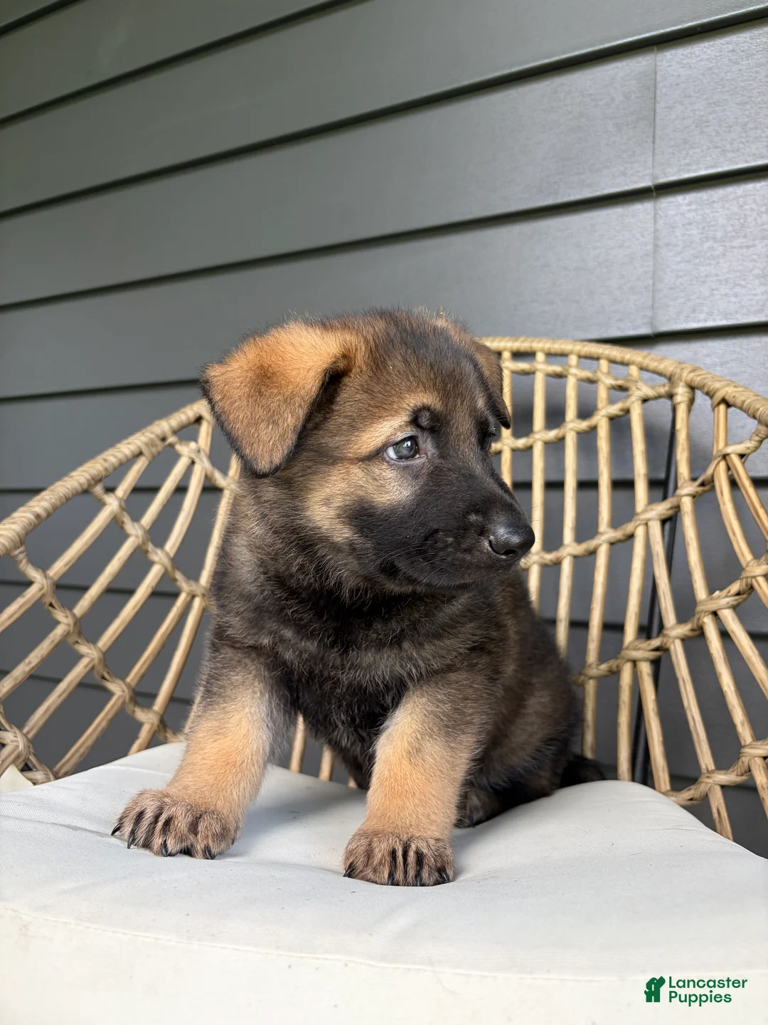 German Shepherd dogs for sale: Duke - Ad 2