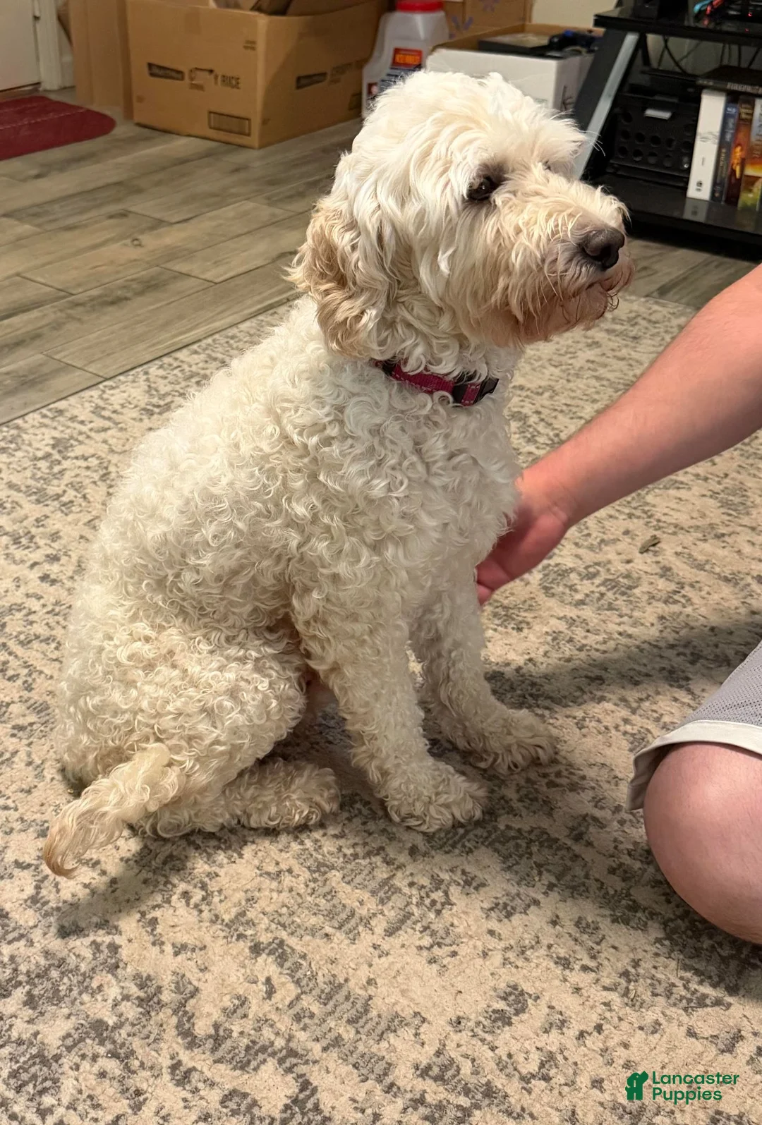 Mini Goldendoodle dogs for sale: Briggs (unofficial name) - Ad 2
