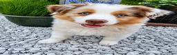 Australian Shepherd dogs for sale: Murphy - Ad 1