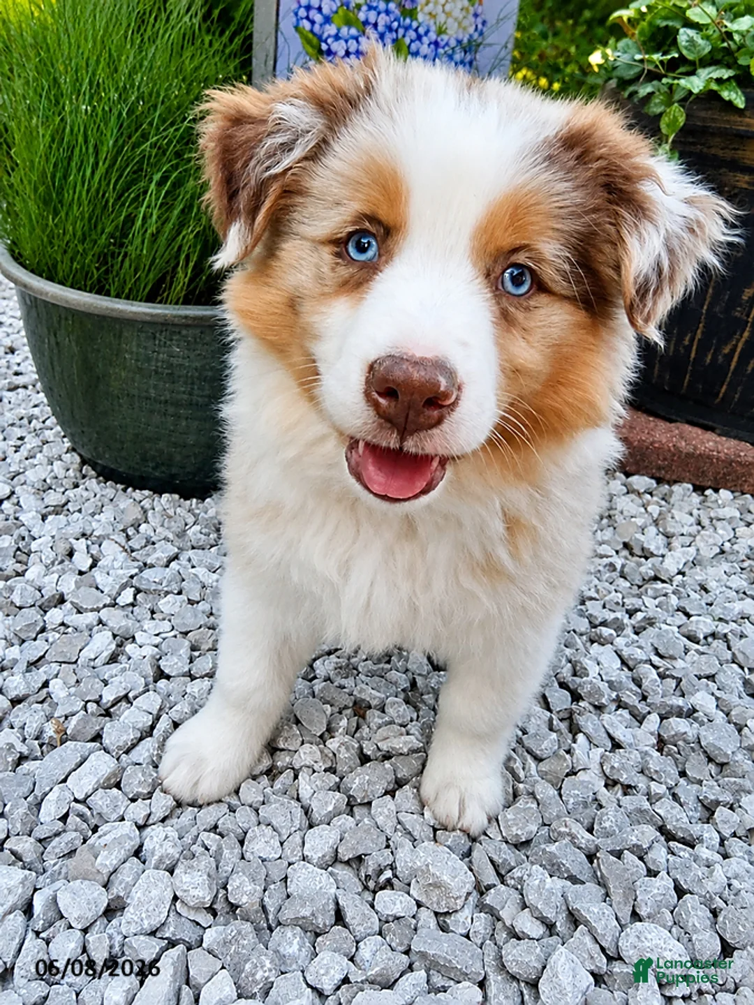 Australian Shepherd dogs for sale: Murphy - Ad 1