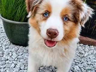 Australian Shepherd dogs for sale: Murphy - Ad 1