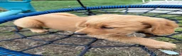 Golden Retriever dogs for sale: Stella - Ad 3