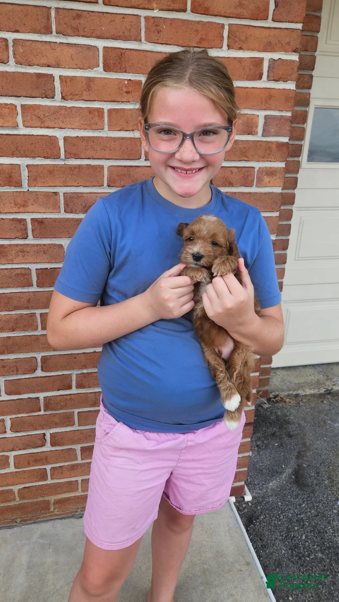 Mini Goldendoodle dogs for sale: Tucker - Ad 2