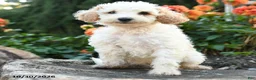 Mini Goldendoodle dogs for sale: Prince   - Ad 5