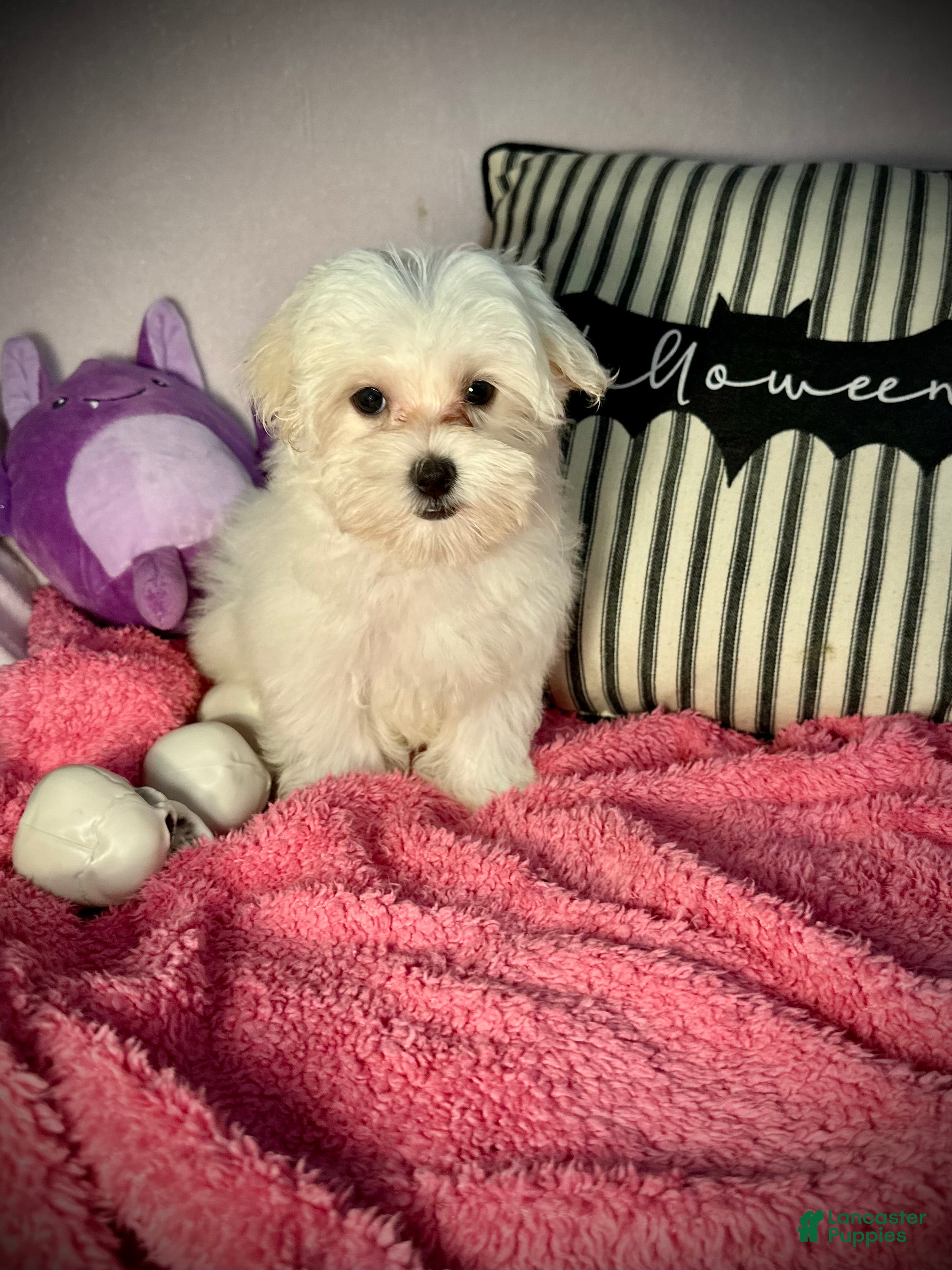 Puppies for sale under $1000 in North Carolina Lancaster Puppies