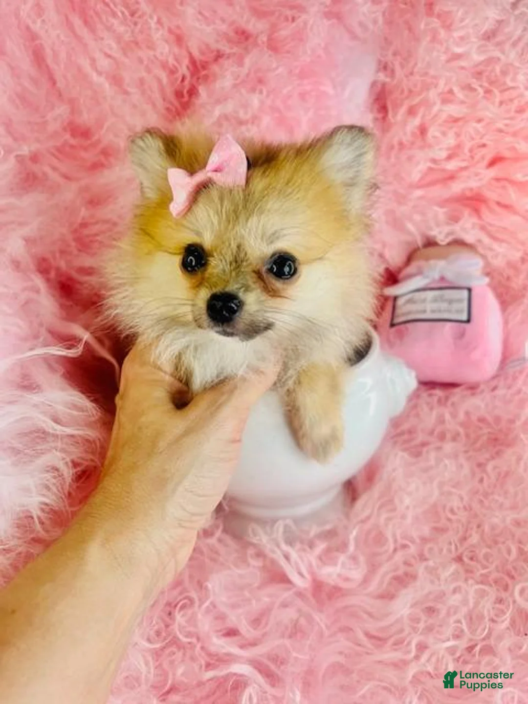 Pomeranian dogs for sale: Pomeranian 1 - Ad 3