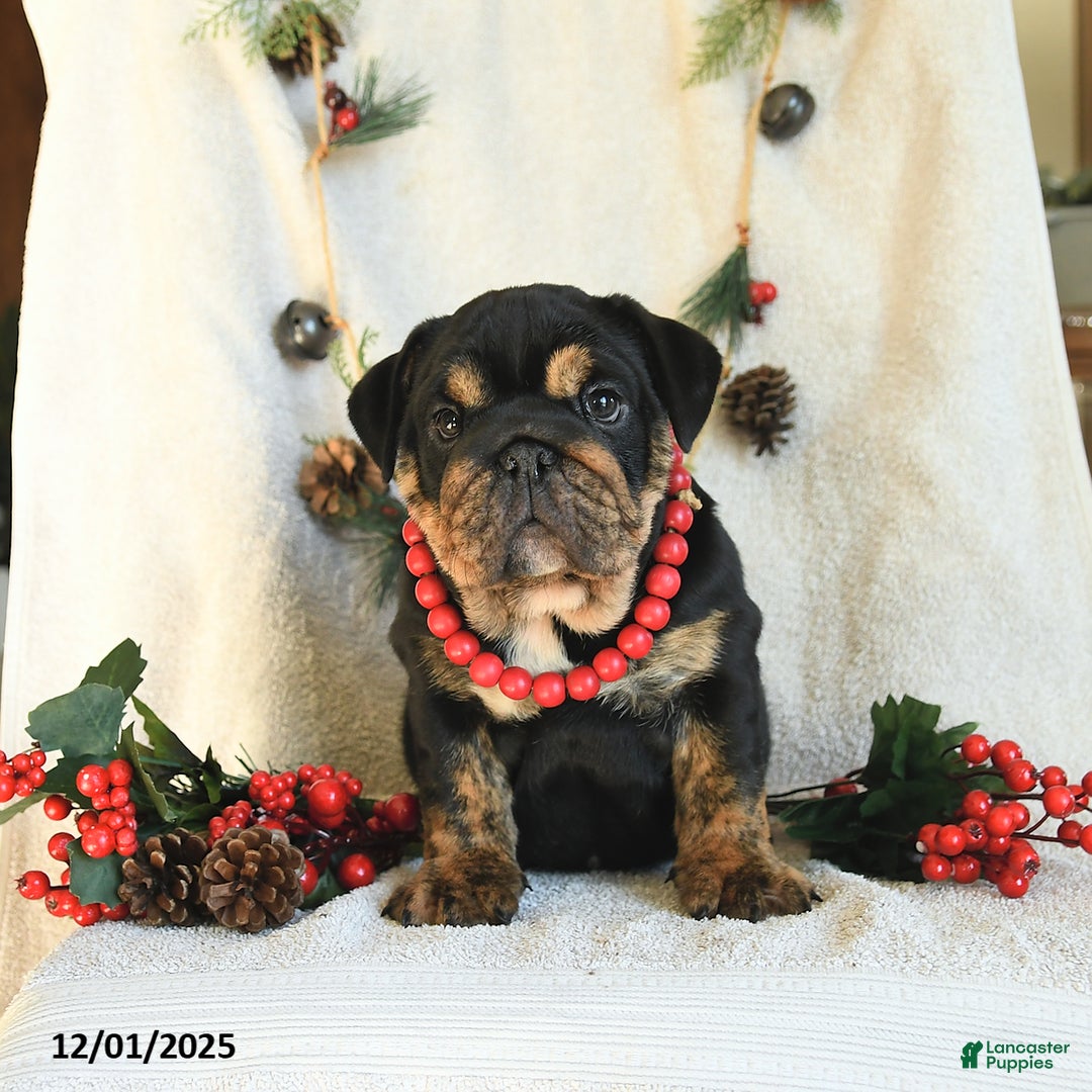 English Bulldog dogs for sale: Holly - Ad 5