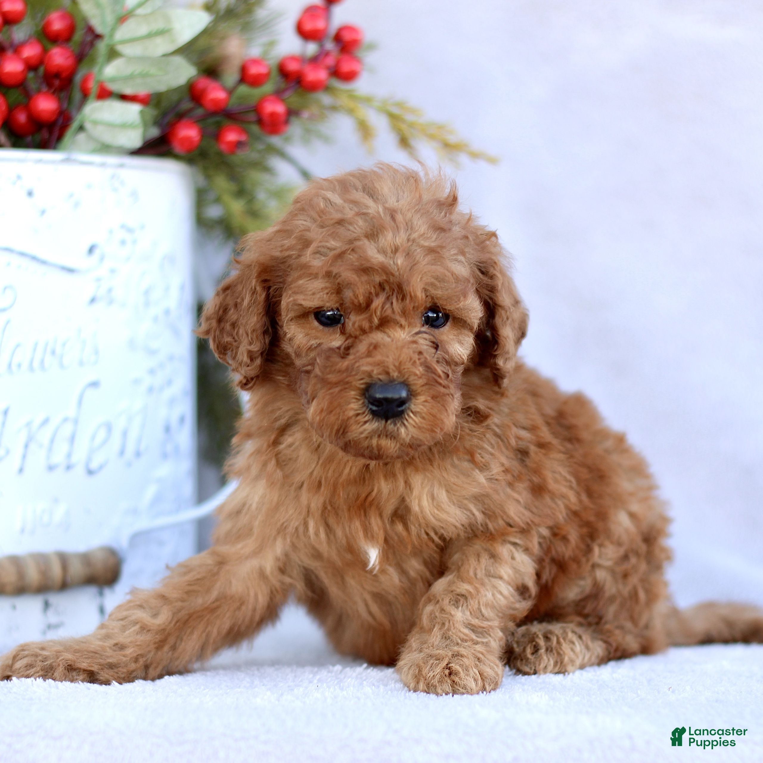 Mini Goldendoodle dogs Lazer  - Ad 34