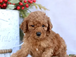 Mini Goldendoodle dogs Lazer - Ad 24