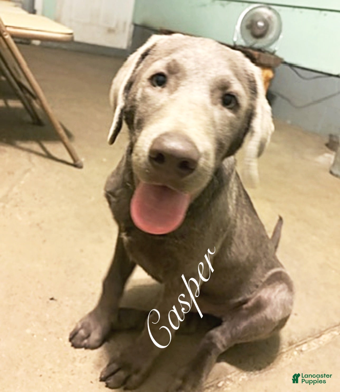Labrador Retriever dogs Labrador Retriever 1 - Ad 1
