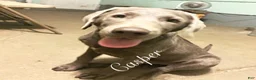 Labrador Retriever dogs for sale: Labrador Retriever 1 - Ad 1