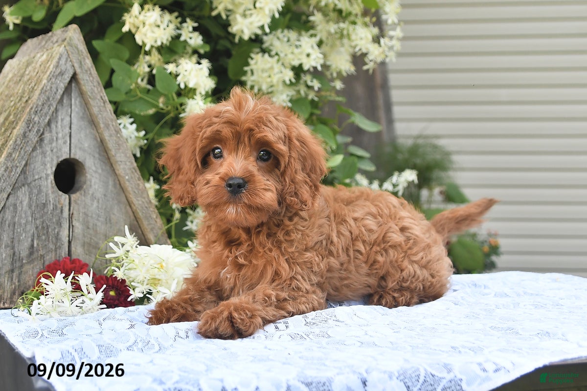Cavapoo dogs Andre - Ad 1