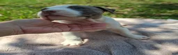 American Bully dogs for sale: American Bully 5 - Ad 2