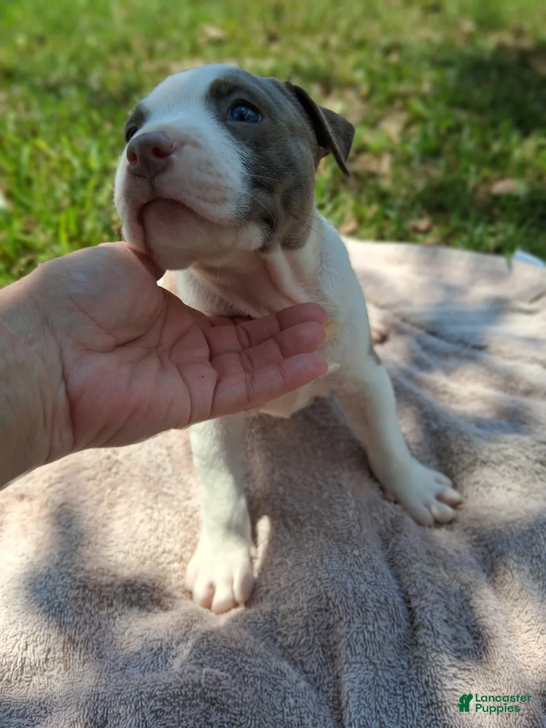 American Bully dogs for sale: American Bully 5 - Ad 2