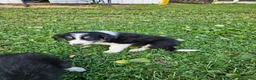 Border Collie dogs for sale: Lady  - Ad 4