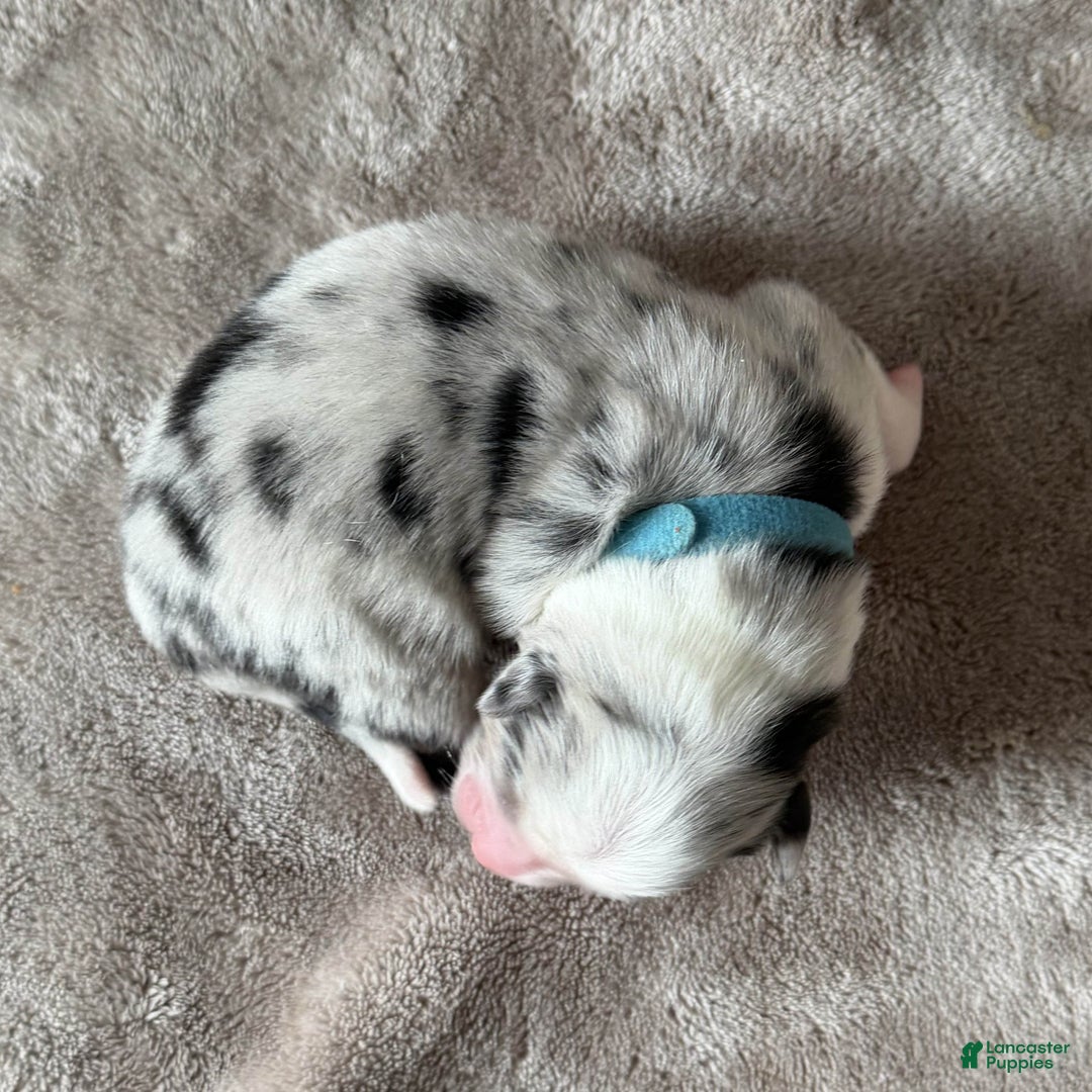 Australian Shepherd dogs for sale: Clue - Ad 3
