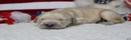 Golden Retriever dogs for sale: Focaccia  - Ad 9