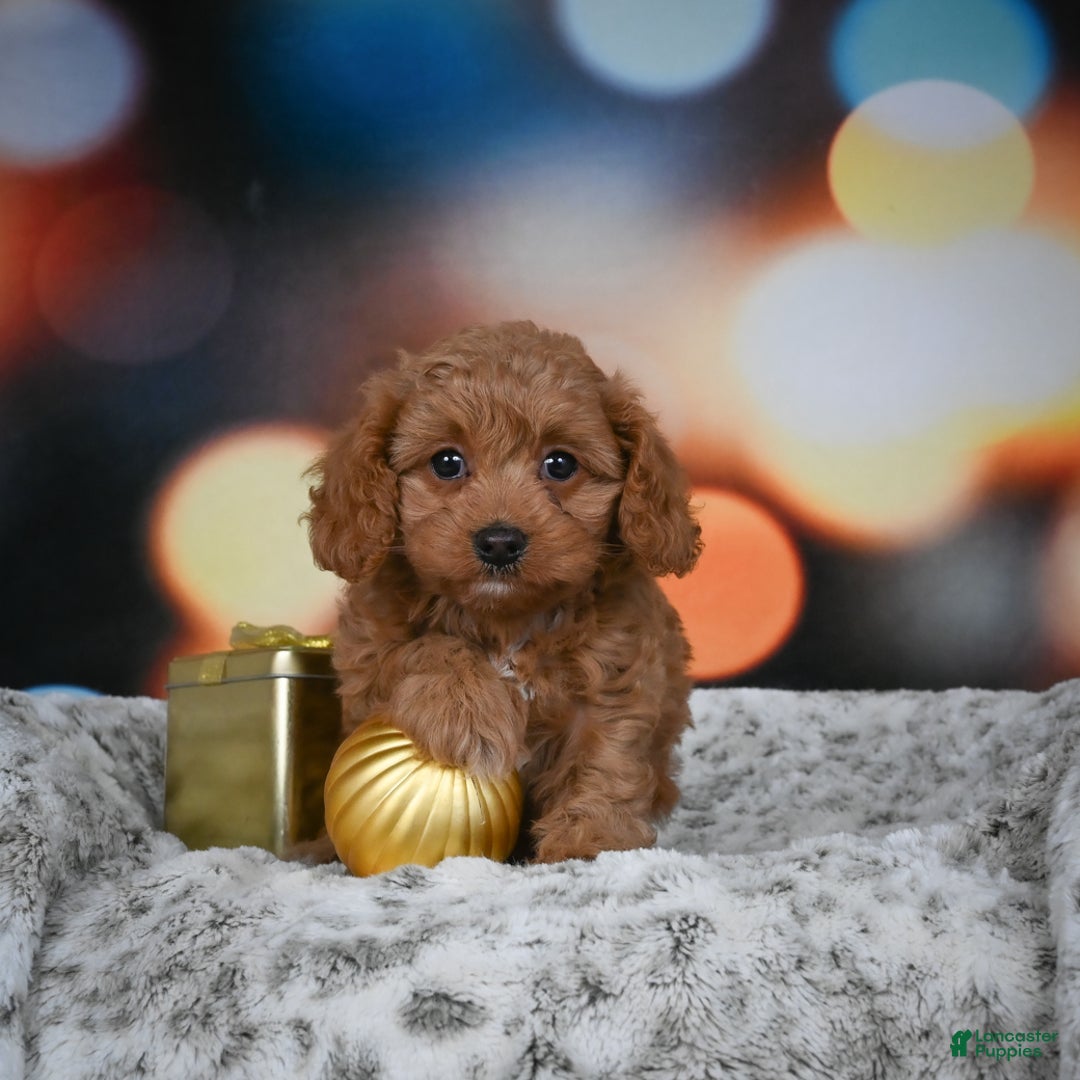 Cavapoo dogs for sale: Coco - Ad 5