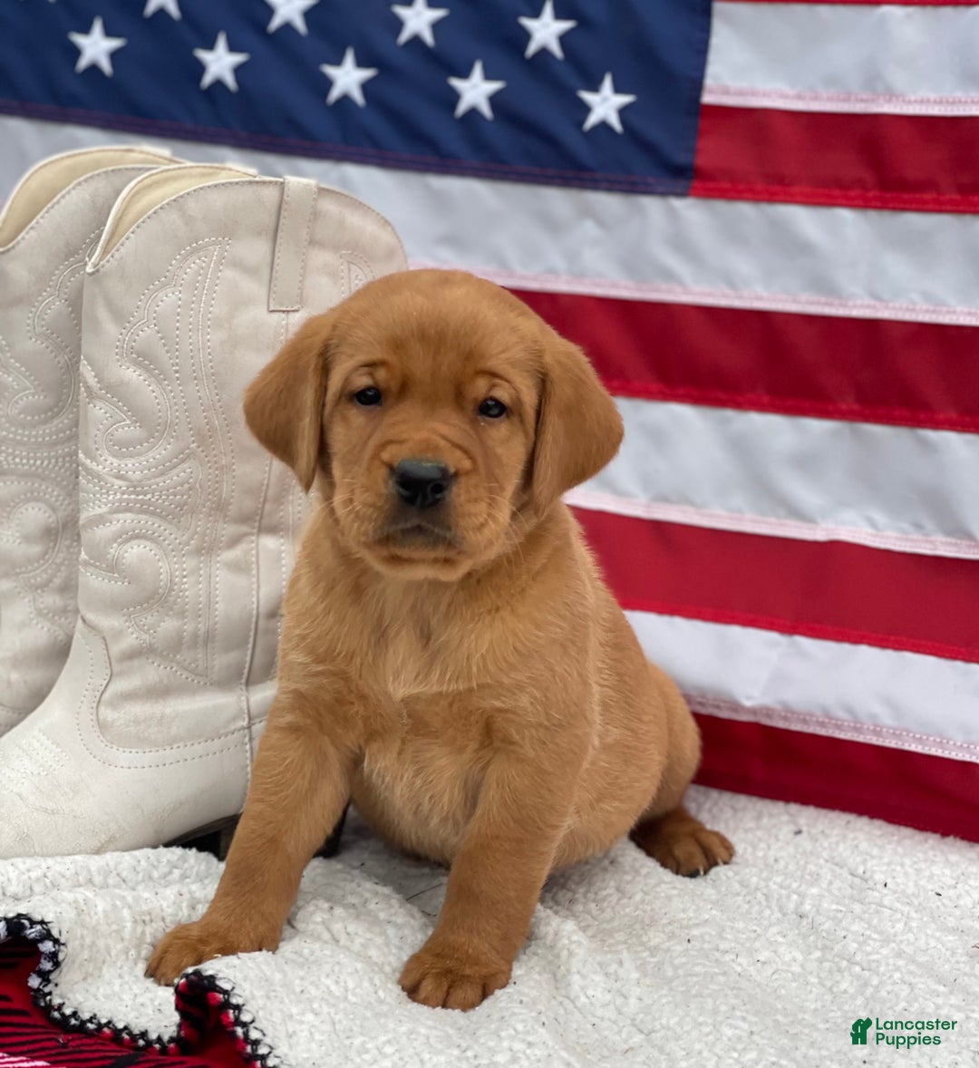 Labrador Retriever dogs for sale: Morgan - Ad 4